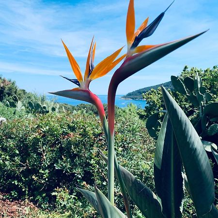 Case Dei Limoni Sul Mare Capoliveri  Dış mekan fotoğraf