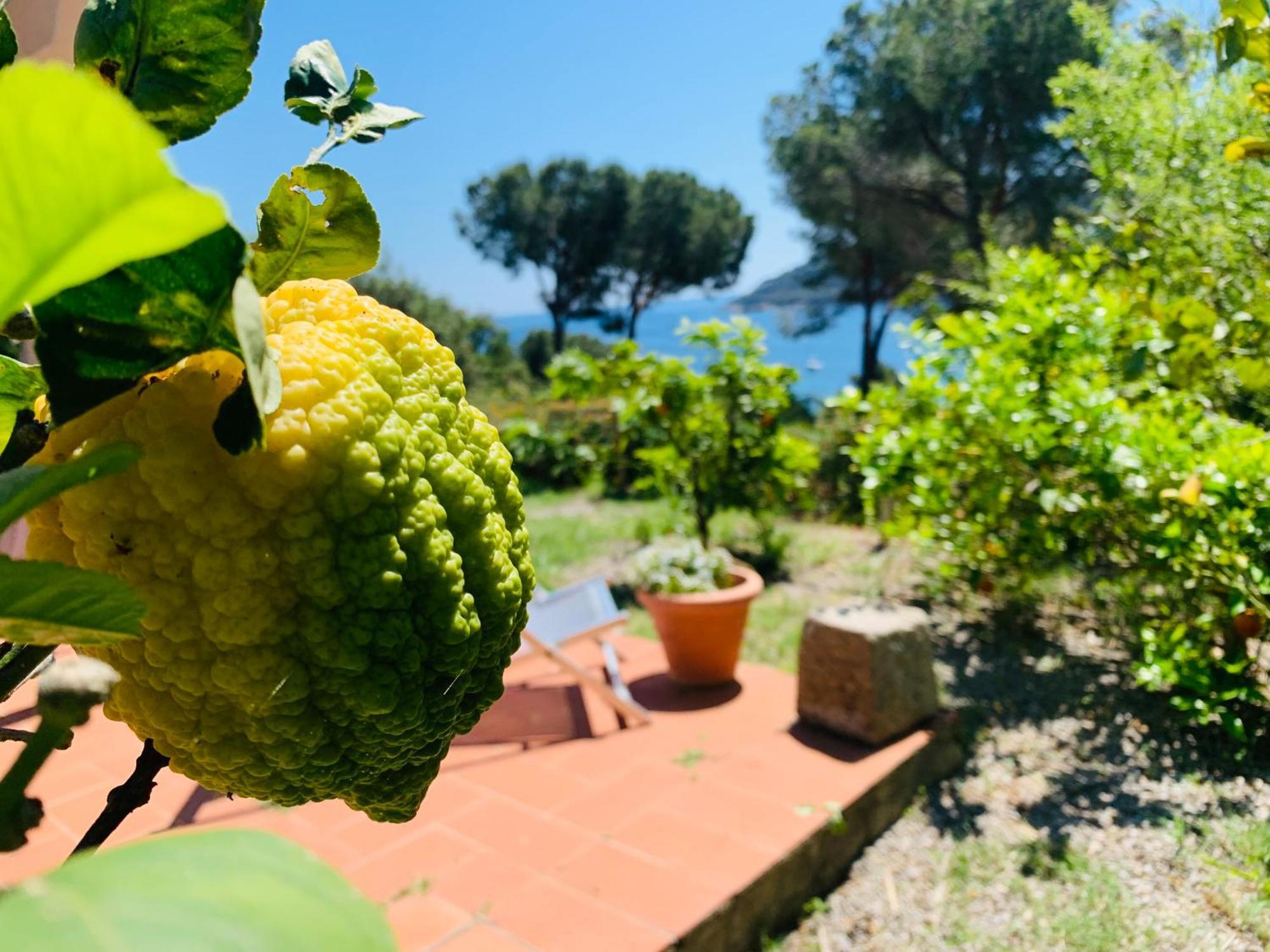 Case Dei Limoni Sul Mare Capoliveri  Dış mekan fotoğraf