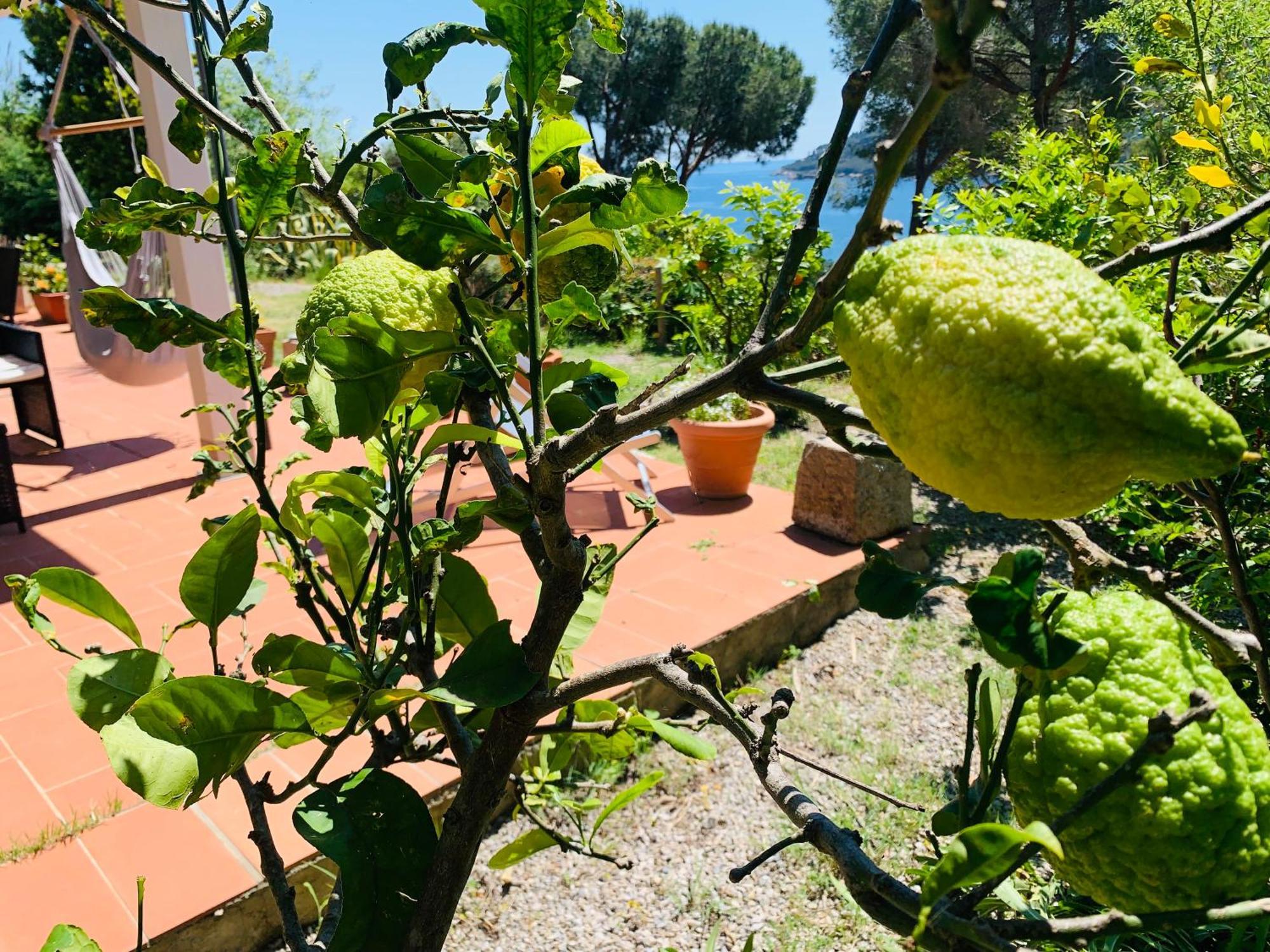 Case Dei Limoni Sul Mare Capoliveri  Dış mekan fotoğraf