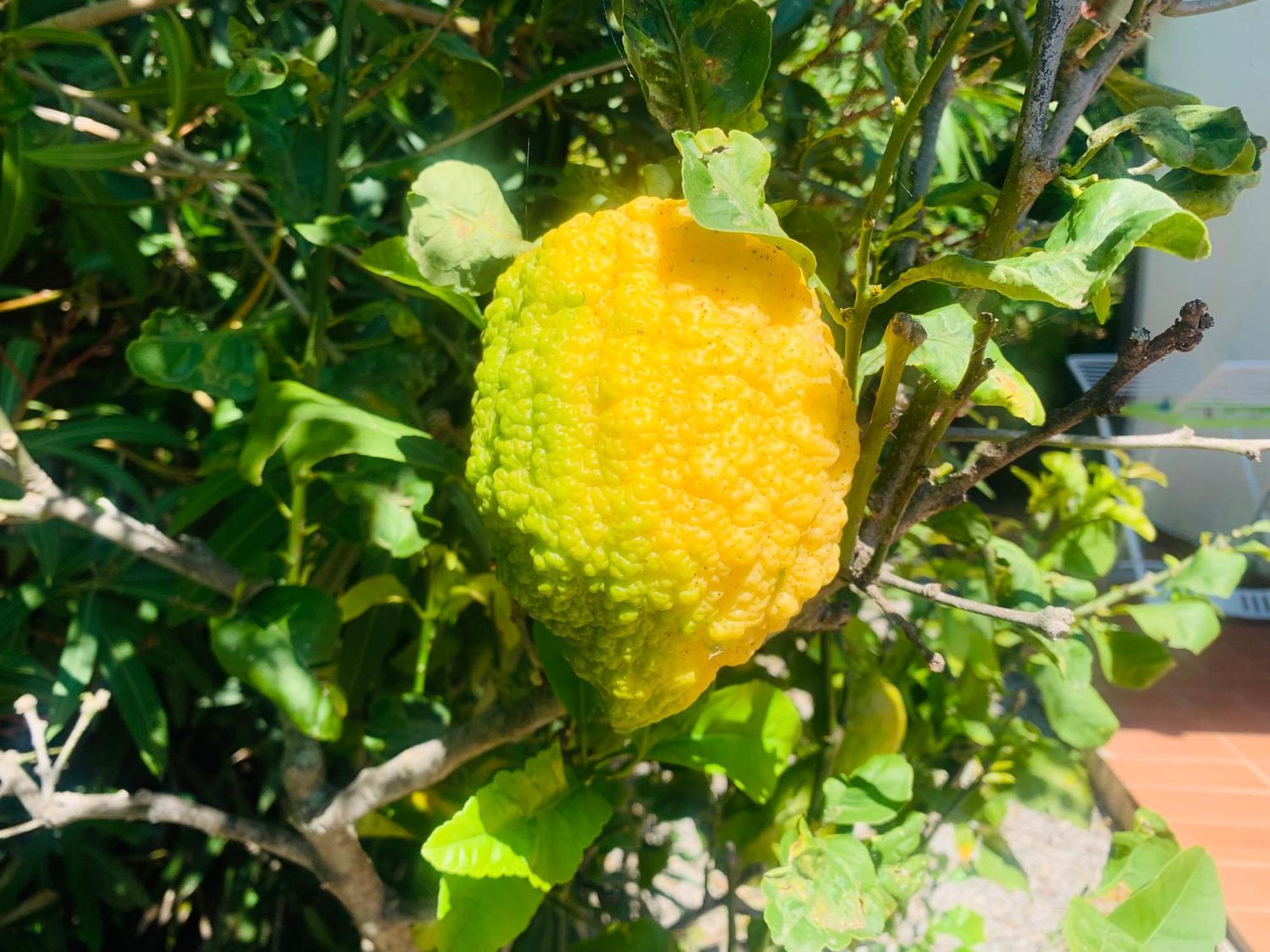 Case Dei Limoni Sul Mare Capoliveri  Dış mekan fotoğraf