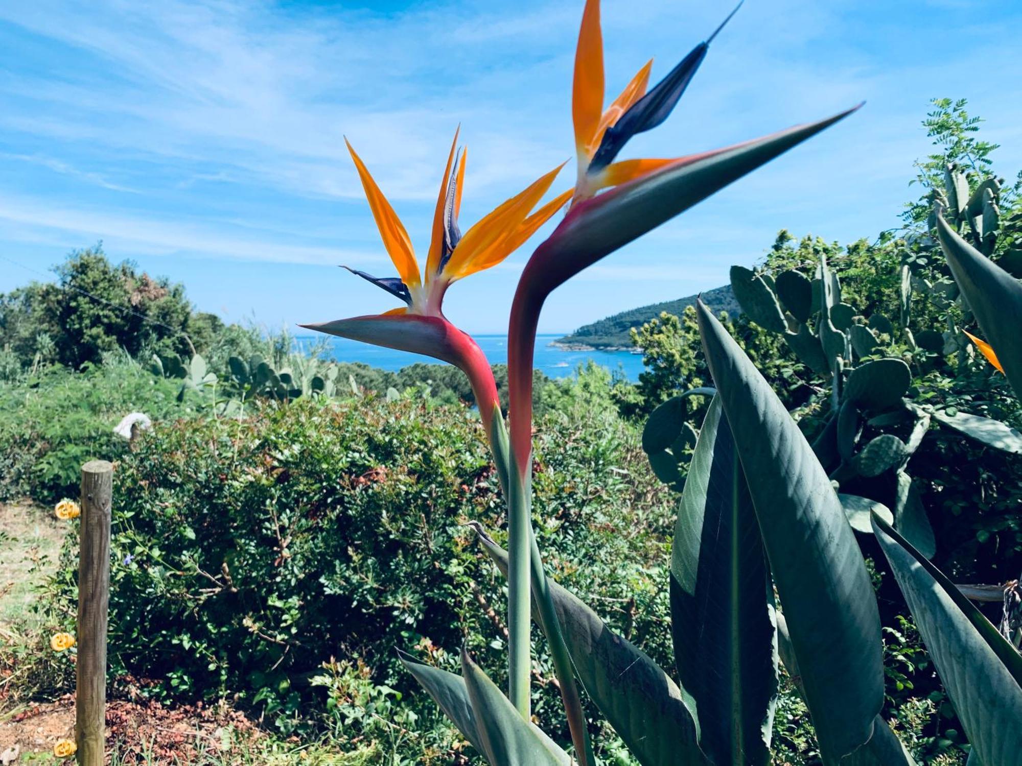 Case Dei Limoni Sul Mare Capoliveri  Dış mekan fotoğraf
